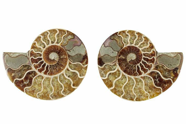 Cut & Polished, Agatized Ammonite Fossil - Madagascar #317684